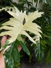 8000132 philodendron white - philodendron,
