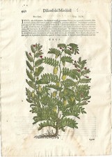 Stampa antica MATTIOLI