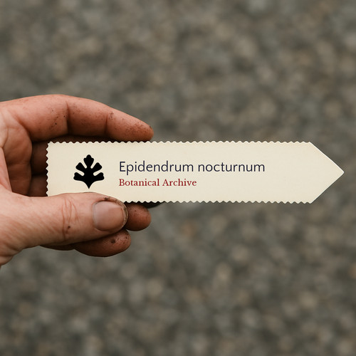 Epidendrum nocturnum seeds - epidendrum,