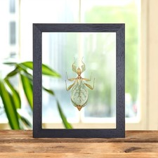 Walking Leaf Taxidermy insect Frame (Phyllium letiranti)