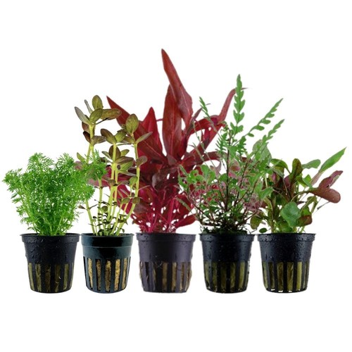 Piante set con mittelgrund - set,