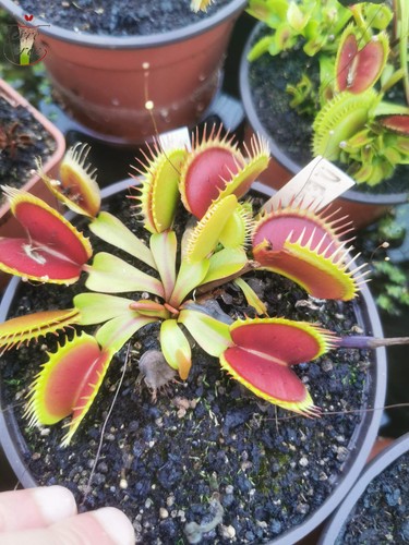 Dionaea muscipula fine - muscipula, --