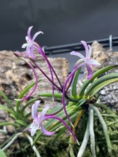 Vanda falcata Raizan | pink