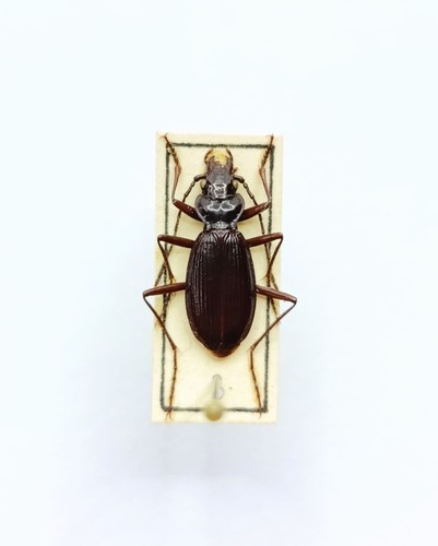 Entomology taxidermy - taxidermy,