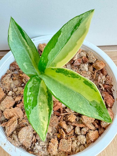 Rara zamioculcas zamiifolia - rara,