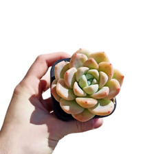 Echeveria Ariel cv. coreana