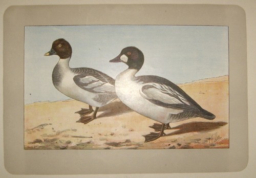 1907-ANATRA-ORNITOLOGIA-P.MAHL