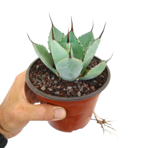 Agave parryi blue huntington