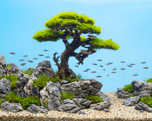 Natureholic stone bonsai - natureholic,