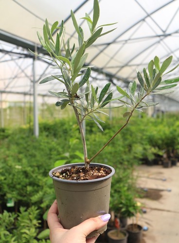 Ulivo olivo olea europea - olivo, "olea