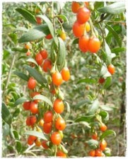 Pianta goji rosso lycium - goji, 'lycium