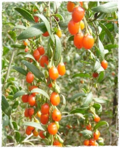 Pianta goji rosso lycium - goji, 'lycium