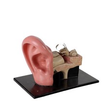 Modello Antico Anatomico