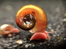 lumache per acquario