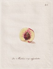 Pfirsich Peach Pomologia Nettarine Botanica Kerner Incisione In Rame 1792