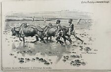 Coltivazione del riso in Madagascar, schiacciando le zolle.  Illustrazione Luigi Tinayre.