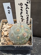 Tephrocactus geometricus, vaso