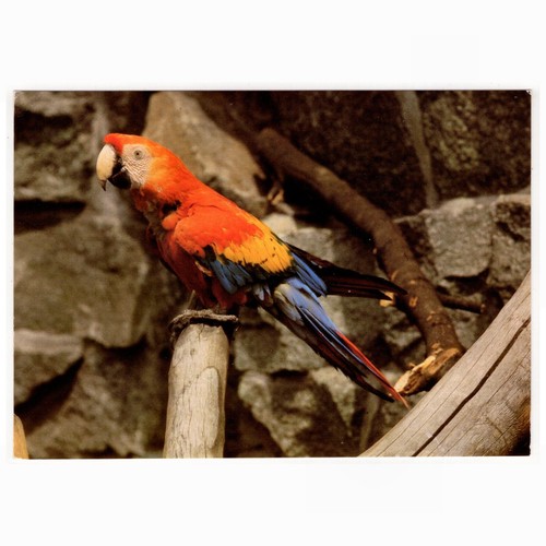 Cartolina tierpark berlino - tierpark,