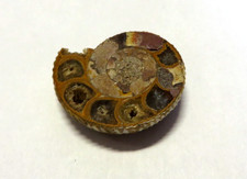AMMONITE CM 2,8 x CM 2,5 CIRCA