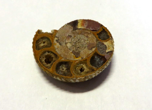Ammonite cm 2 5 circa - ammonite, x