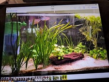 Acquario bianco da 80 litri + acquario nero da 20 litri con pesci e piante