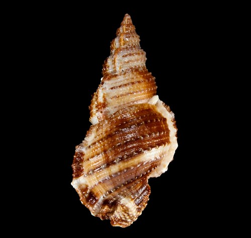 Seashell 134 bursa - seashell, #134