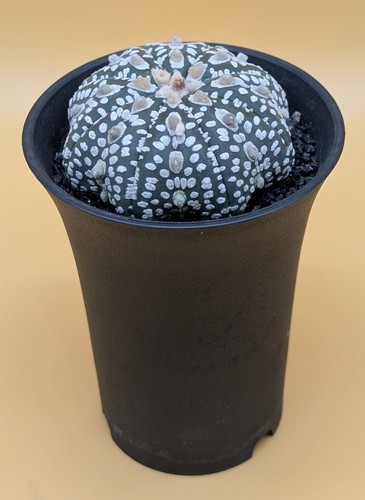 Astrophytum asterias super - asterias,