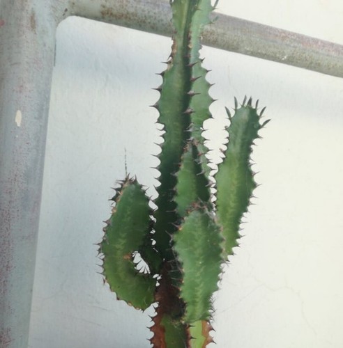 Euphorbia trigona recién - euphorbia,