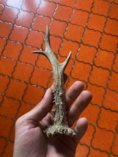 Corno capriolo - corno, di