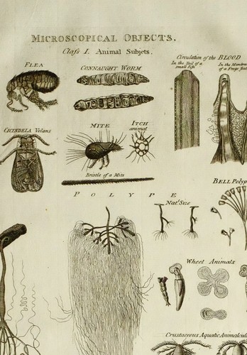 1783 antico stampa - antico,