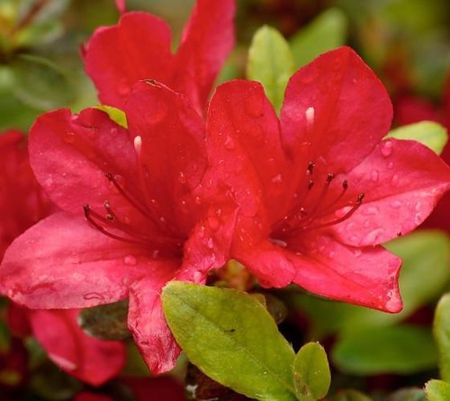Red formosa azalea - red, (