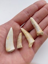 Lotto 4 Denti di Enchodus Lybicus - Fossile - Cretaceo - Marocco (F49)