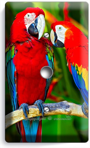 Macaw parrots jungle - jungle, love
