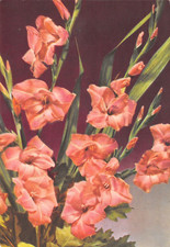 AL16-72C) CARTOLINA ELAH LA CASA DELLE CARAMELLE ARTE NATURA SERIE FIORI