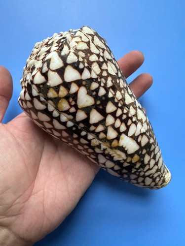 140 bandano cono - |,