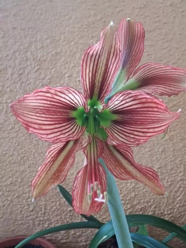 Hippeastrum stella pardinum - hippeastrum,