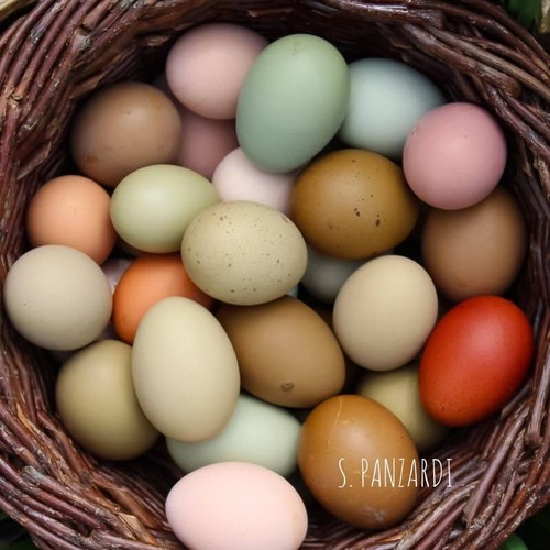Uova feconde fertili - uova, a