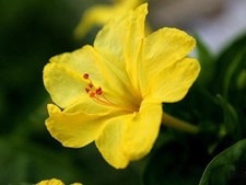 12 graines BELLE DE NUIT