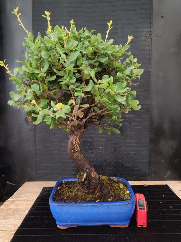 Bonsai quercia sughero h - bonsai,