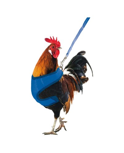 Pettorina gallina guinzaglio - gallina,