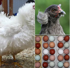 🥚40 galline, uova da cova