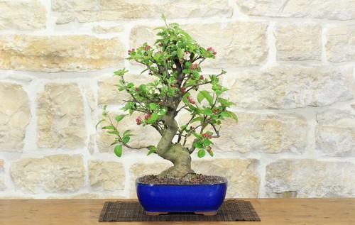 Bonsai melo selvatico - di,