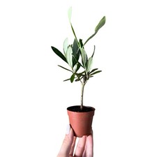 Set da 60  Piantine  di ulivo olea europea Ø 5,5 CERTIFICATE