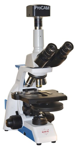 Microscopio contrasto di - microscopio,