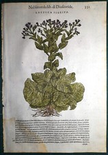 Stampa antica MATTIOLI MATTHIOLI erbario LATTUGA botanica 1585 Antique print