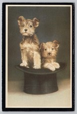 Yorkshire Terrier cuccioli con