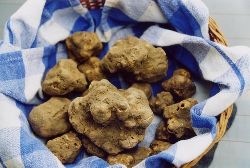 Tartufo bianco fresco tuber - fresco,
