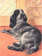 COCKER SPANIEL CHARMING DOG
