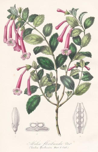 Fiori abelia caprifoglio - fiori,