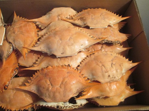 Gusci granchio blu per - granchio,